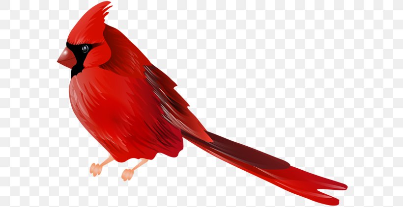 Northern Cardinal Bird Clip Art, PNG, 600x422px, Northern Cardinal, Beak, Bird, Cardinal, Chickadee Download Free
