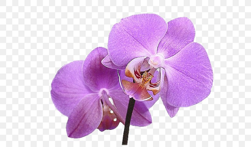Orchids Flower Merveilleux Blog Hijab, PNG, 600x480px, Orchids, Animaatio, Blog, Fashion, Flower Download Free