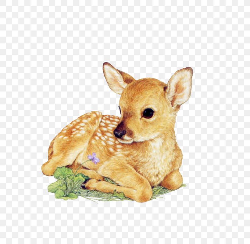 Red Deer Drawing White-tailed Deer Infant, PNG, 800x800px, Deer, Animal, Antler, Carnivoran, Cartoon Download Free
