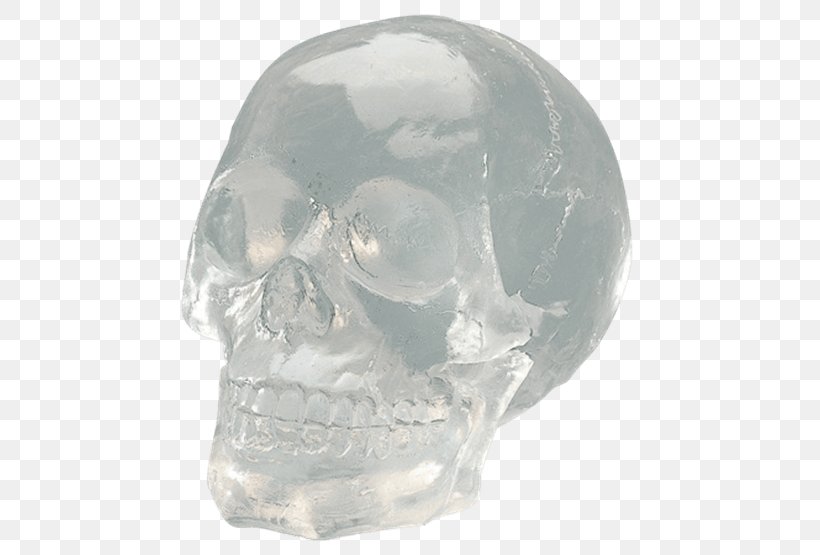 Skull Bone Transparency And Translucency Jaw Glass, PNG, 555x555px, Skull, Art, Bone, Collectable, Color Download Free