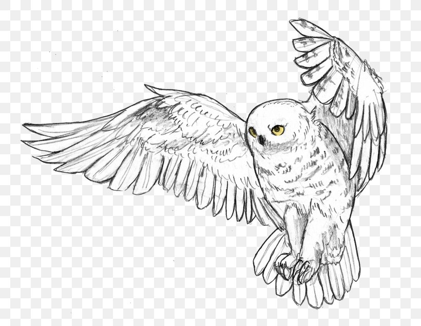 Snowy Owl Drawing - Owl Drawing Snowy Drawings Pencil Owls Sketch Draw ...