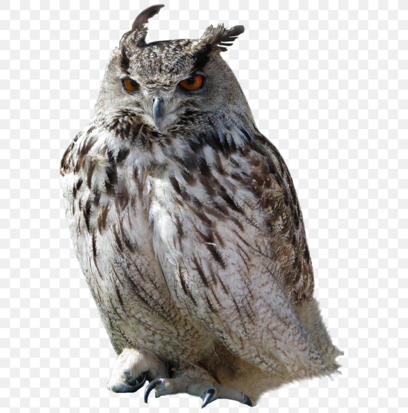 Snowy Owl Bird, PNG, 624x831px, Owl, Beak, Bird, Bird Of Prey, Eastern Screech Owl Download Free