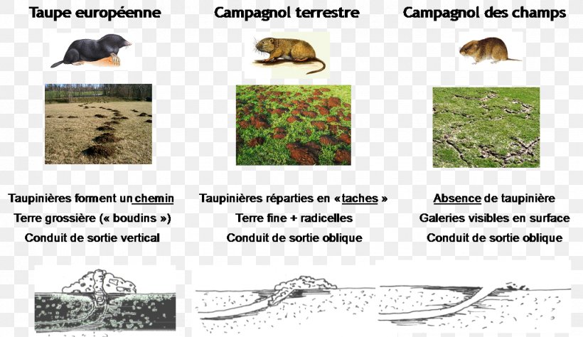 European Water Vole Rodent Mole Krysa, PNG, 1028x595px, Vole, Arvicolinae, Bank Vole, Carnivoran, Common Vole Download Free