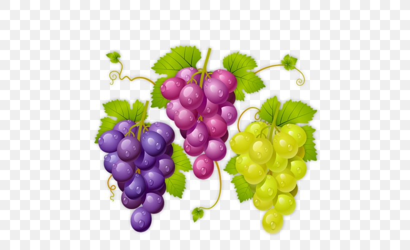 Wine La Cura De La Uva Common Grape Vine Raceme, PNG, 500x500px, Wine, Common Grape Vine, Drawing, Flowering Plant, Food Download Free
