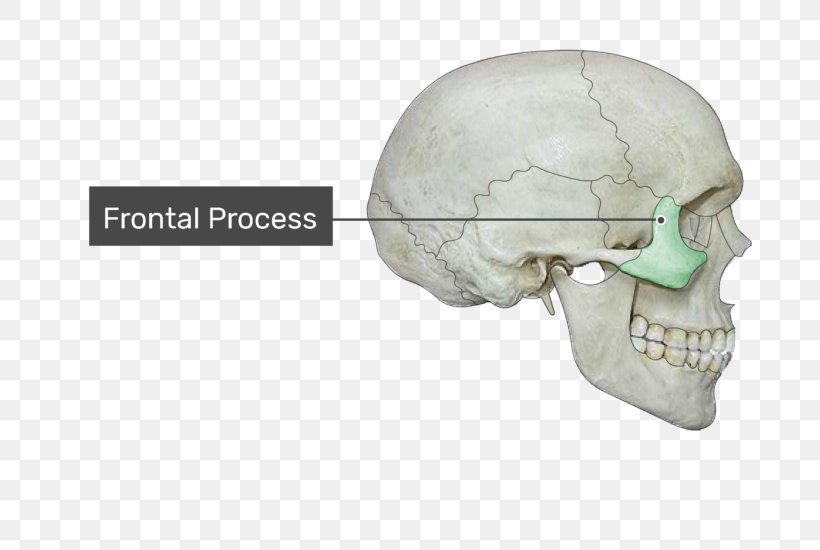 Condyloid Process Coronoid Process Of The Mandible Alveolar Process Frontal Process Of Maxilla, PNG, 770x550px, Process, Alveolar Process, Bone, Condyloid Joint, Condyloid Process Download Free