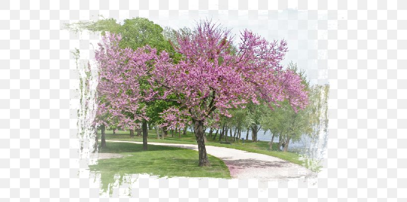 Dis Quand Reviendras-Tu ? Life Death Matins Parisiens Human Body, PNG, 614x408px, Life, Blossom, Branch, Cherry Blossom, Day Download Free
