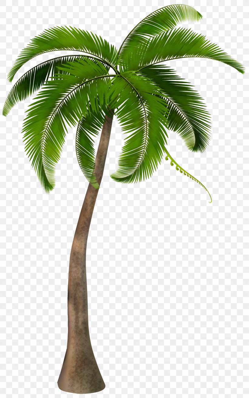 Clip Art Palm Trees Image, PNG, 1873x3000px, Palm Trees, Arecales, Botany, Coconut, Drawing Download Free