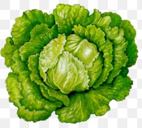 Vegetable - Romaine Lettuce Botany Leaf Vegetable Botanical Illustration PNG