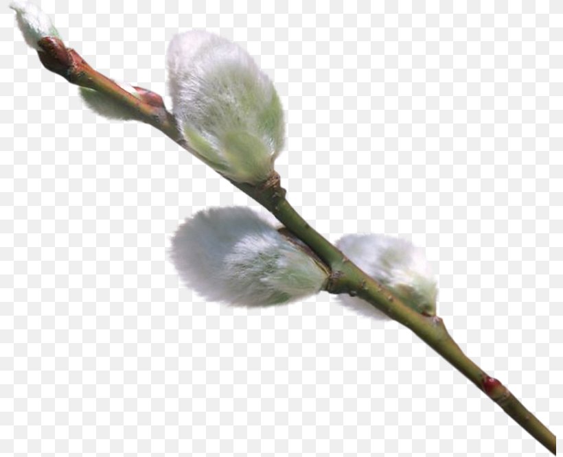 Willow Photography Clip Art, PNG, 800x666px, Willow, Blog, Blossom, Branch, Bud Download Free