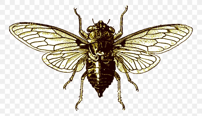 Beetle Cicadoidea Vector Graphics Royalty-free Drawing, PNG, 1000x574px, Beetle, Arthropod, Cicada, Cicadoidea, Cockchafer Download Free