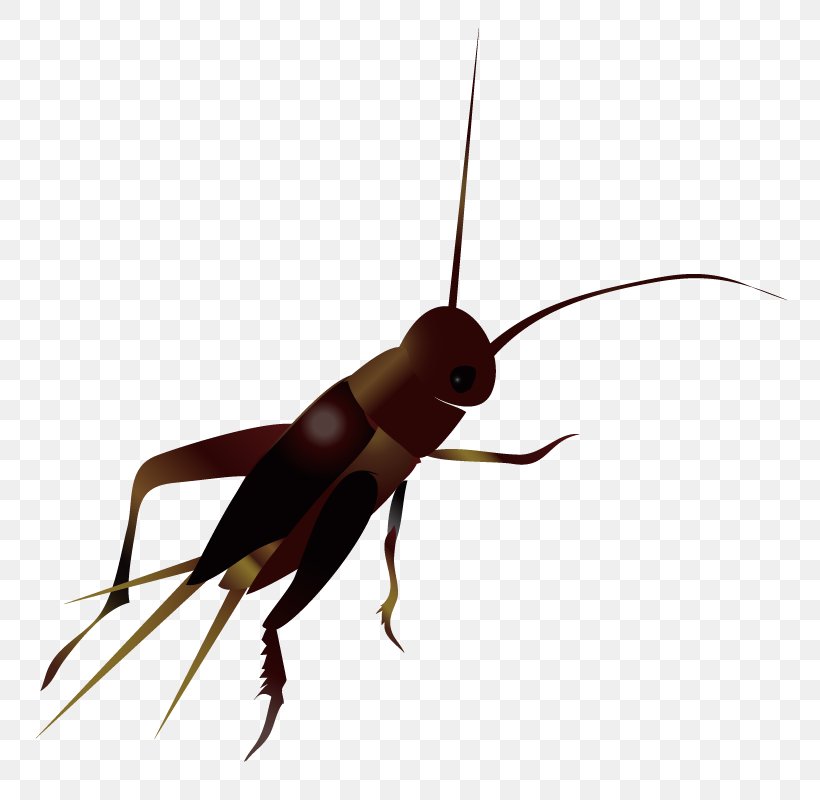 Cockroach Insect Cricket, PNG, 800x800px, Cockroach, Arthropod, Cricket, Cricket Like Insect, Fly Download Free