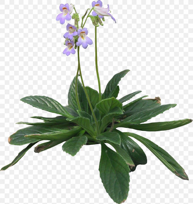 Herbalism Bellflower Violet Herbaceous Plant, PNG, 1137x1200px, Herb, Bellflower, Bellflower Family, Common Sage, Family Download Free