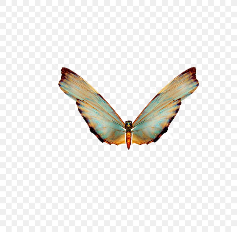 Butterfly Clip Art, PNG, 800x800px, Butterfly, Arthropod, Butterflies And Moths, Cdr, Insect Download Free