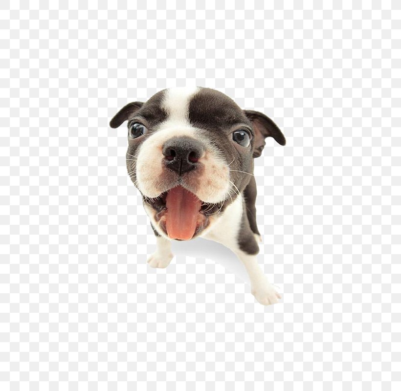 French Bulldog Puppy Shock Collar Dog Training Dog Collar, PNG, 500x800px, French Bulldog, American Pit Bull Terrier, Animal, Bark, Boston Terrier Download Free