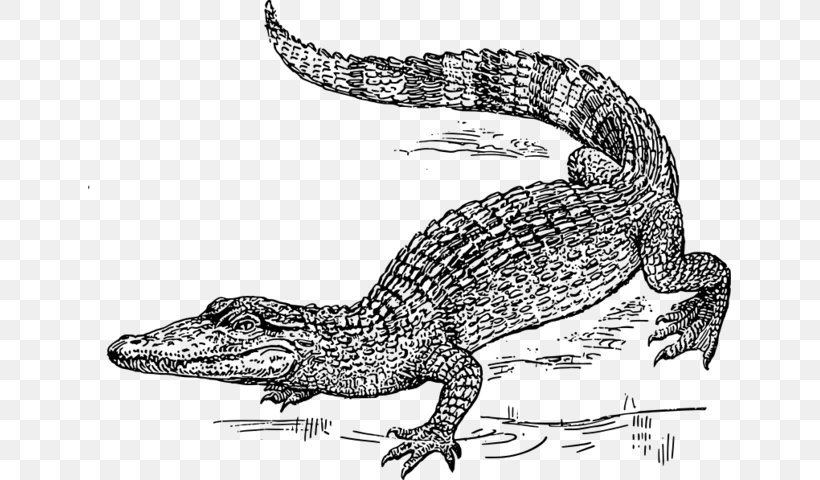 Nile Crocodile Clip Art, PNG, 643x480px, Crocodile, Alligator, Alligators, American Alligator, Amphibian Download Free