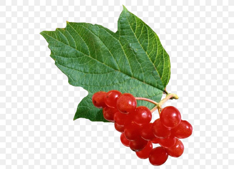 Image Clip Art Viburnum Information, PNG, 563x594px, Viburnum, Berry, Cartoon, Cherry, Currant Download Free