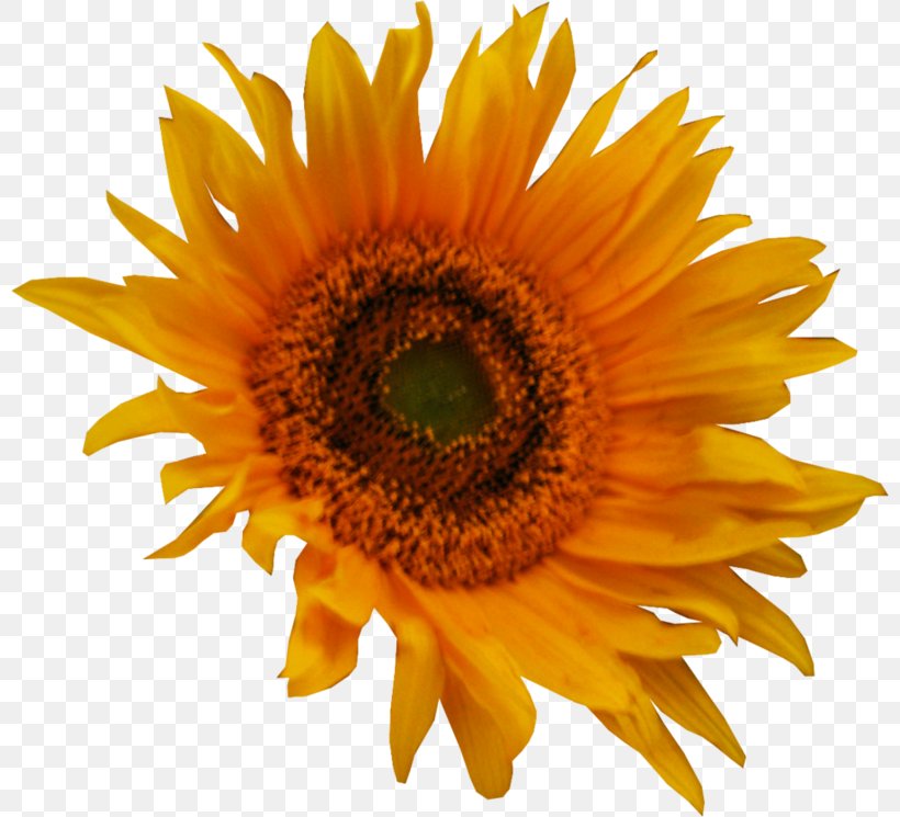 Common Sunflower Clip Art, PNG, 800x745px, Common Sunflower, Asterales, Daisy Family, Flower, Flowering Plant Download Free