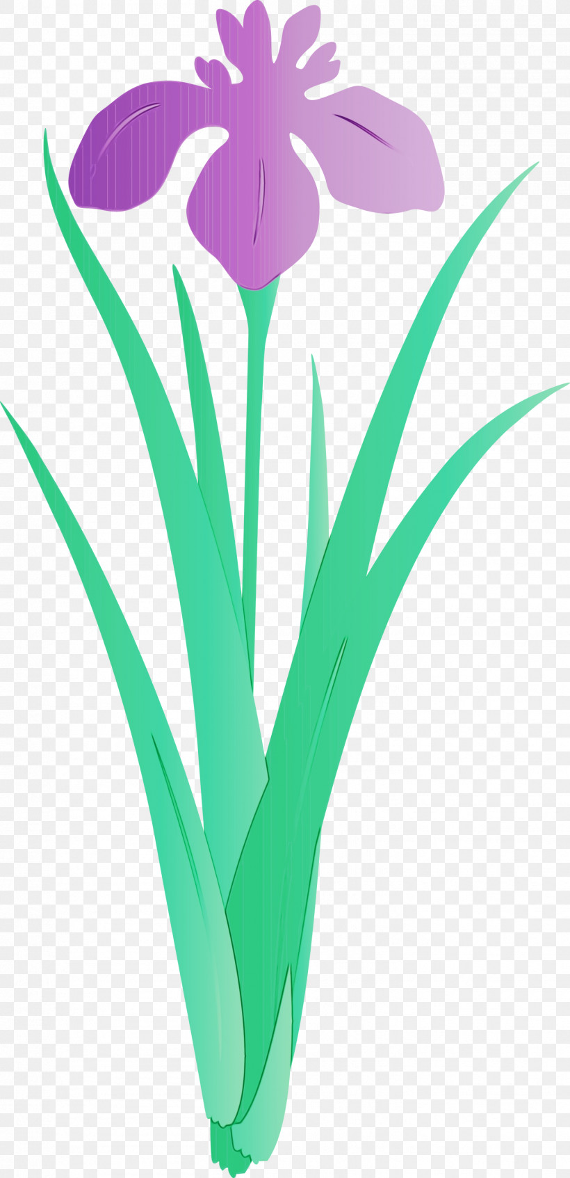 Flower Plant Tulip Grass Petal, PNG, 1453x3000px, Iris Flower, Flower, Grass, Iris, Paint Download Free
