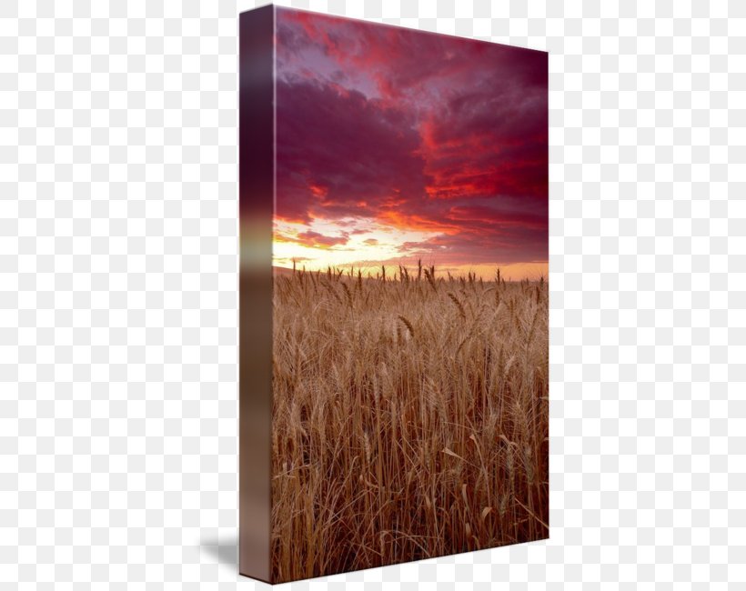 Camas Wheat Prairie Sky Grain, PNG, 398x650px, Camas, Cloud, Commodity, Crop, Ecoregion Download Free