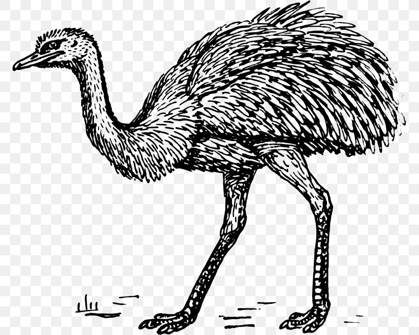 Common Ostrich Greater Rhea Clip Art, PNG, 771x656px, Common Ostrich, Beak, Bird, Black And White, Drawing Download Free