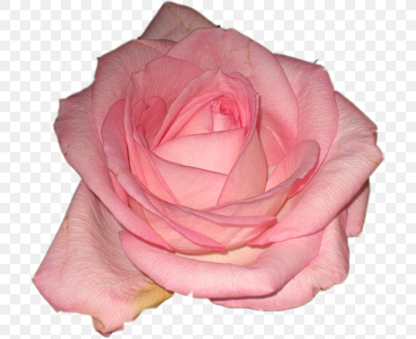 Garden Roses Centifolia Roses Cut Flowers Floribunda, PNG, 700x668px, Garden Roses, Amaryllis, Centifolia Roses, Cut Flowers, Floribunda Download Free