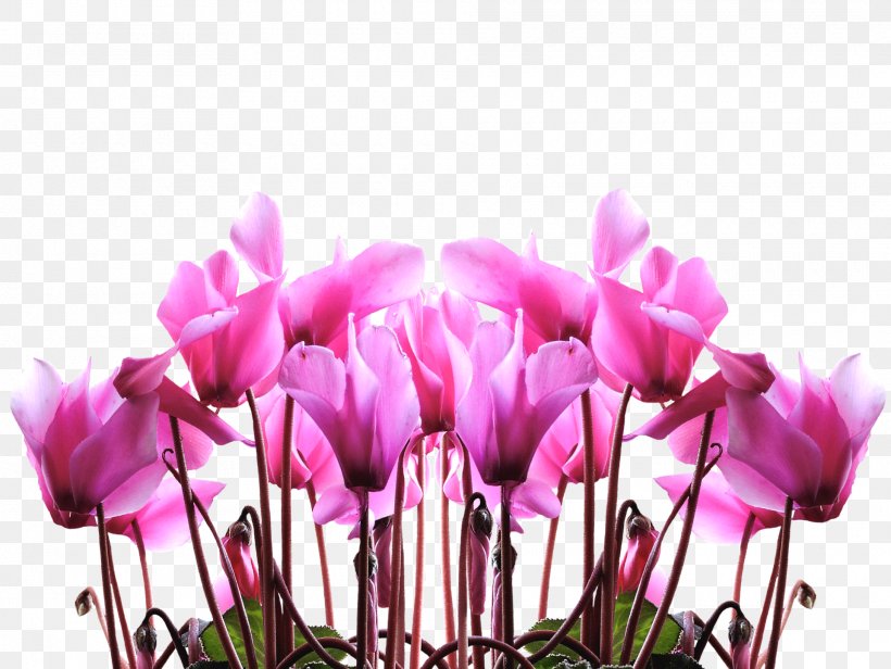 Mother's Day Gift Child Flower, PNG, 1920x1444px, Mother, Child, Cut Flowers, Cyclamen, Family Download Free
