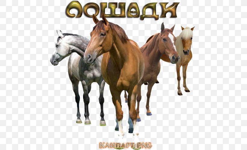 Mustang Stallion Foal Pony Clip Art, PNG, 500x500px, Mustang, Animal, Foal, Halter, Horse Download Free