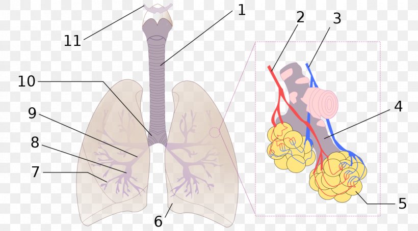 Pulmonary Alveolus Lung Bronchus Anatomy Bronchiole, PNG, 1200x665px, Watercolor, Cartoon, Flower, Frame, Heart Download Free