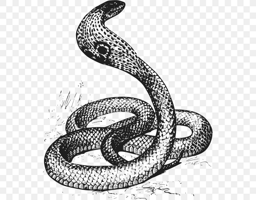 Snake Drawing Black And White Clip Art, PNG, 543x640px, Snake, Automotive Design, Black And White, Boa Constrictor, Boas Download Free