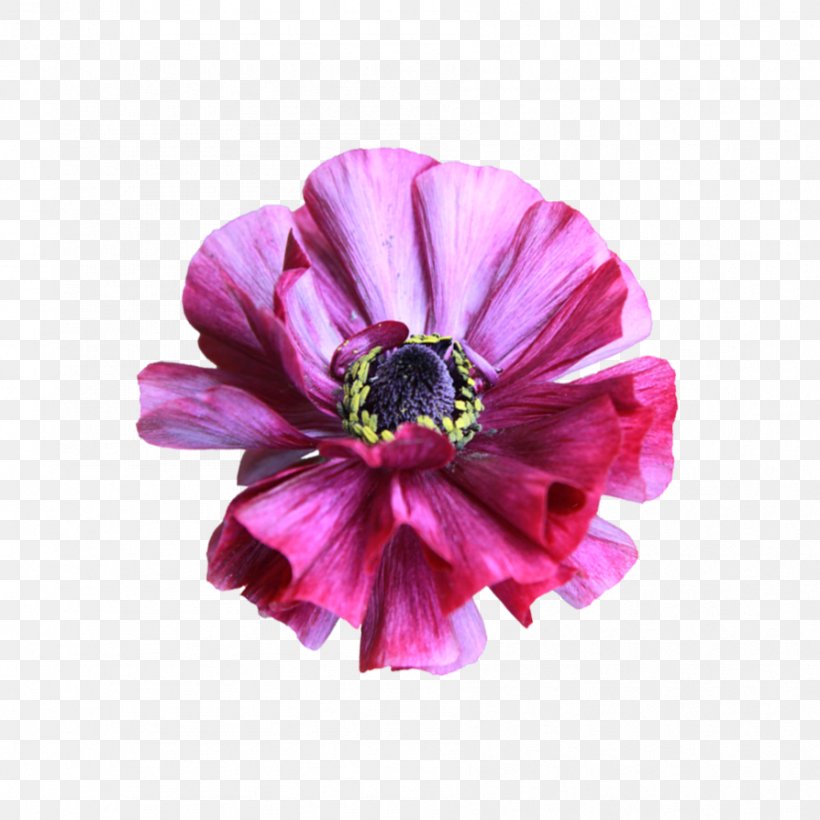 Stock Photography Flower Royalty-free DeviantArt, PNG, 894x894px, Stock Photography, Anemone, Annual Plant, Art, Deviantart Download Free