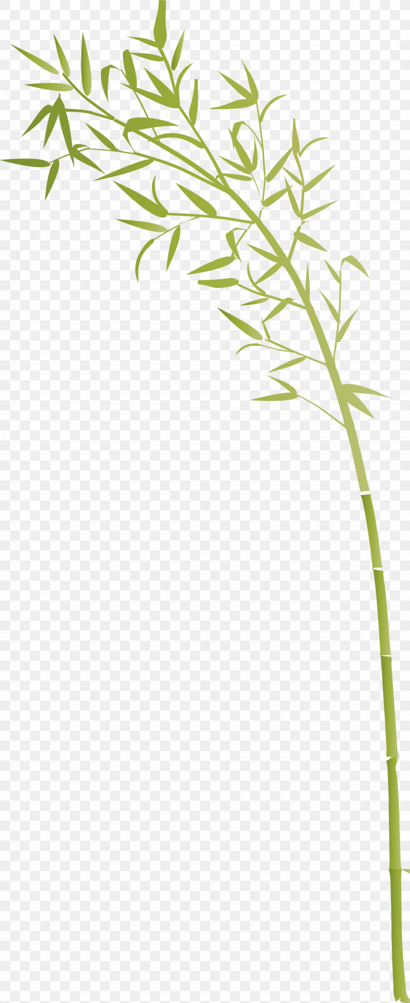 Bamboo Leaf, PNG, 1227x3000px, Bamboo, Flower, Grass, Grass Family, Leaf Download Free