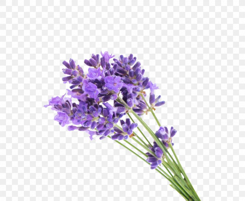 English Lavender Flower Gel Lavender Oil, PNG, 1000x822px, English Lavender, Cut Flowers, Essential Oil, Fleurance Nature, Floral Design Download Free