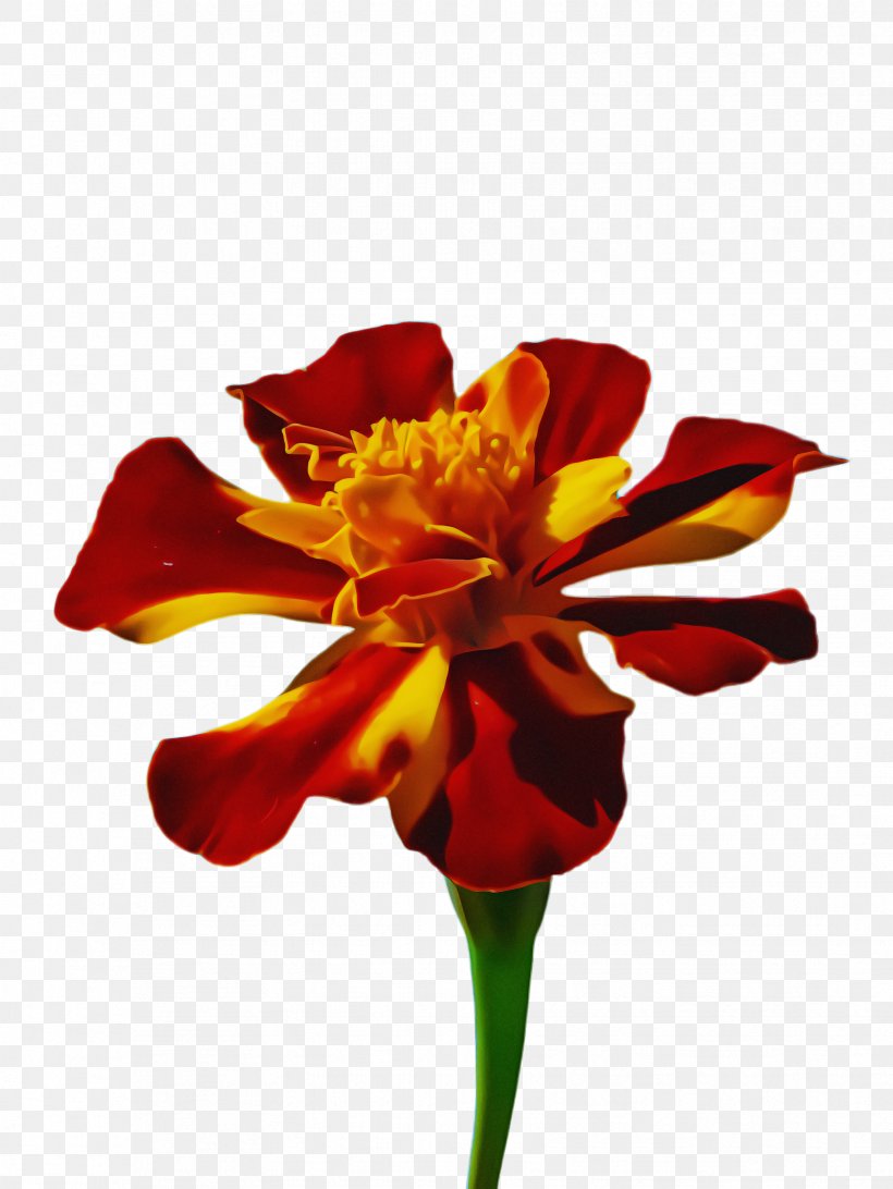 Flowers Background, PNG, 1732x2308px, Marigold, Amaryllis Belladonna, Amaryllis Family, Bloom, Blossom Download Free