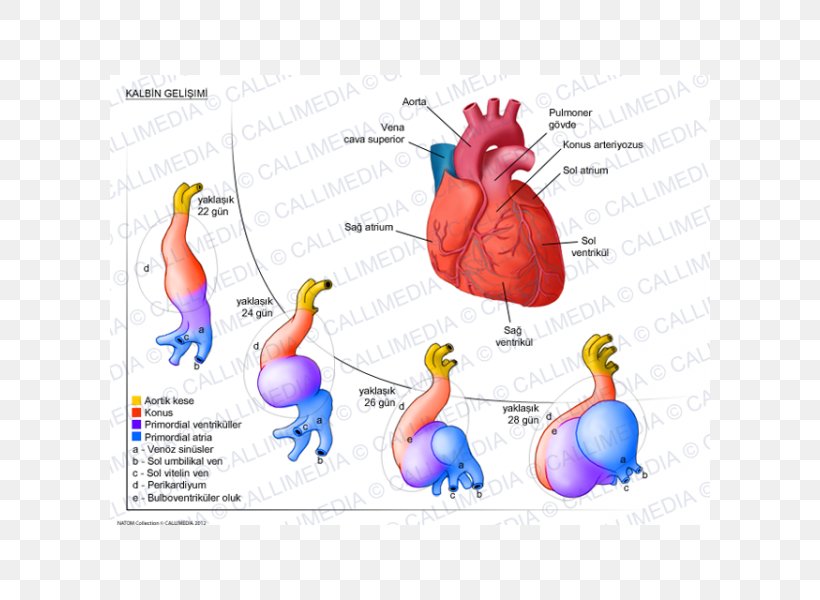 Heart Development Human Anatomy Circulatory System, PNG, 600x600px, Watercolor, Cartoon, Flower, Frame, Heart Download Free