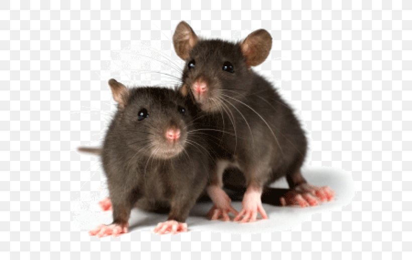 Mouse Rodent Fancy Rat Pet Laboratory Rat, PNG, 780x517px, Mouse, Bait, Black Rat, Cage, Exotic Pet Download Free