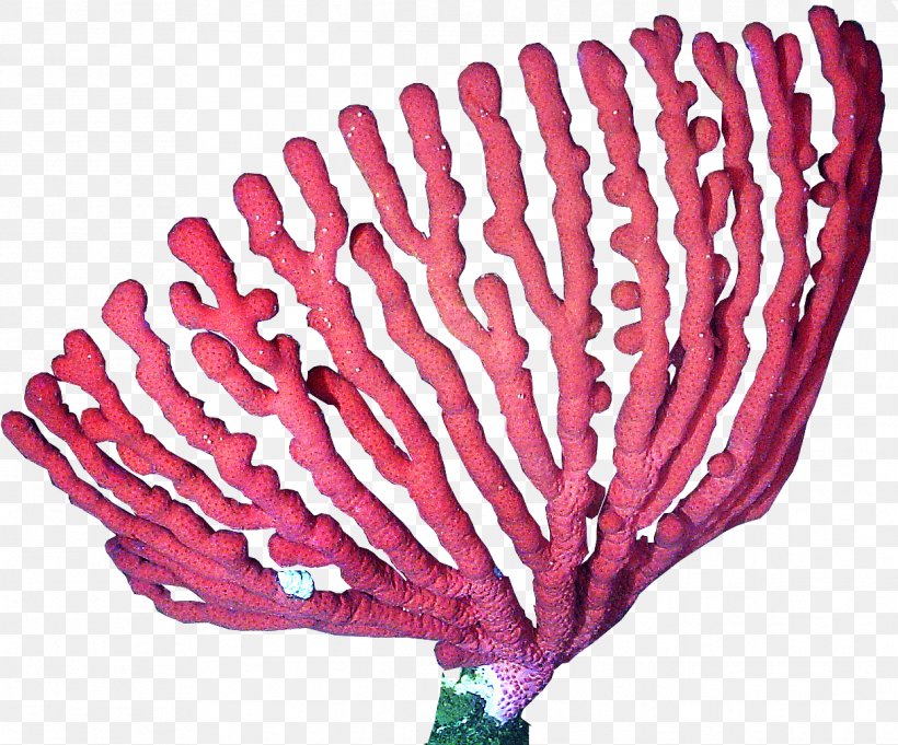 Clip Art Coral Vector Graphics Image, PNG, 1217x1012px, Coral, Coral Reef, Cut Flowers, Deepwater Coral, Flower Download Free