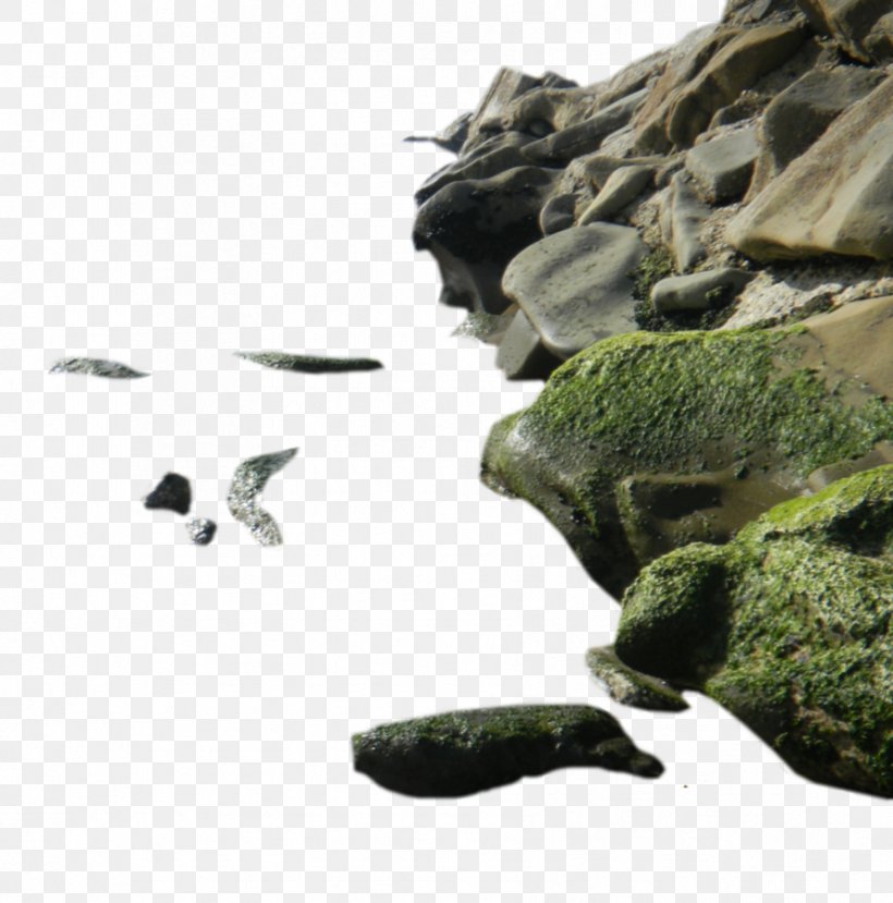 Rock Sea Clip Art, PNG, 889x899px, Rock, Art, Beak, Bird, Deviantart Download Free