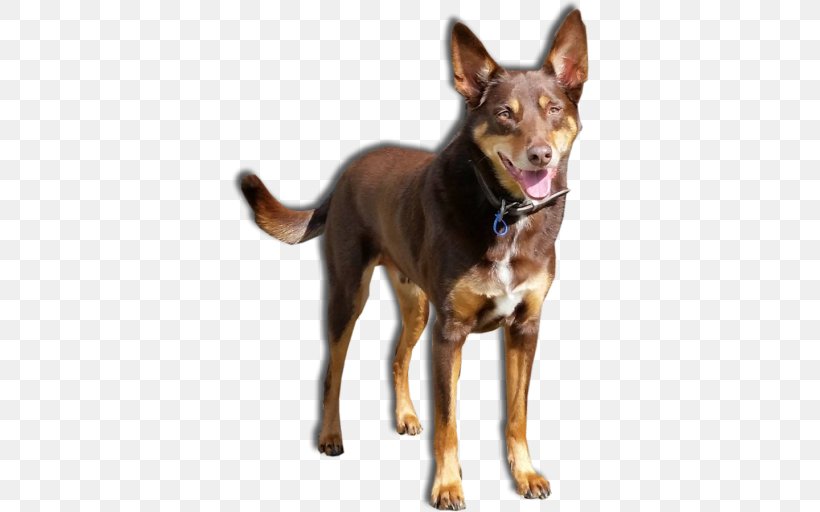 Ormskirk Terrier Australian Kelpie Jack's K9 Place Boarding Kennels And Cattery Australian Cattle Dog, PNG, 512x512px, Australian Kelpie, Accommodation, Australian Cattle Dog, Breed, Carnivoran Download Free