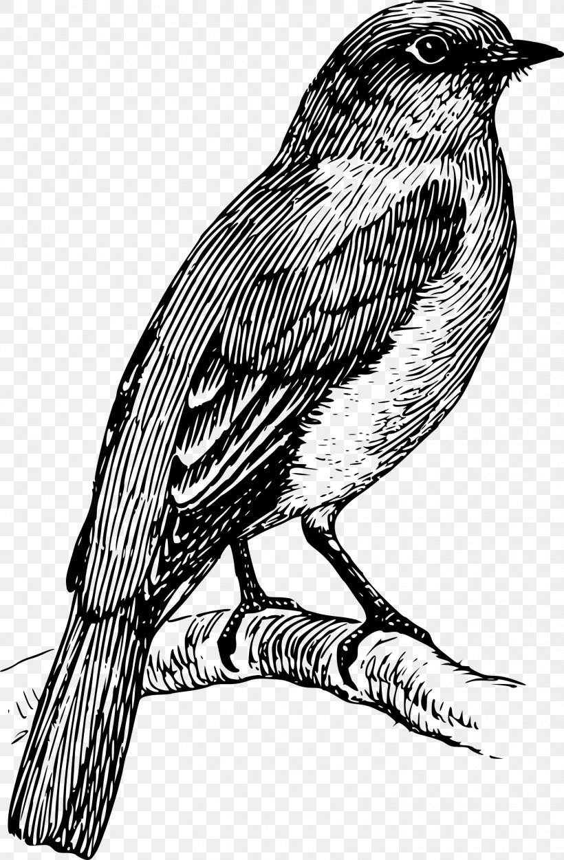 Coloring Book Drawing Clip Art, PNG, 1572x2400px, Coloring Book, Adult, Art, Author, Beak Download Free