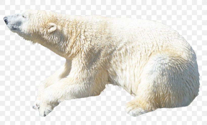 Polar Bear Transparency American Black Bear, PNG, 1500x908px, Polar Bear, American Black Bear, Bear, Carnivoran, Fur Download Free