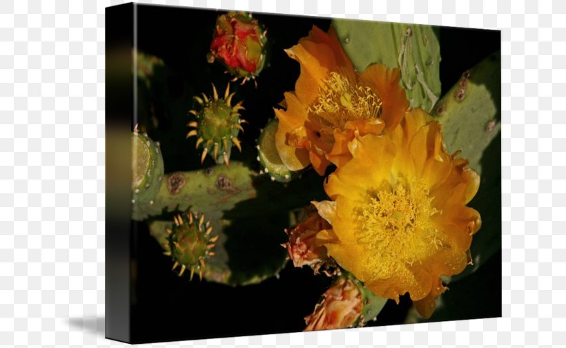 Prickly Pear Still Life Photography, PNG, 650x504px, Prickly Pear, Cactus, Caryophyllales, Flower, Flowering Plant Download Free