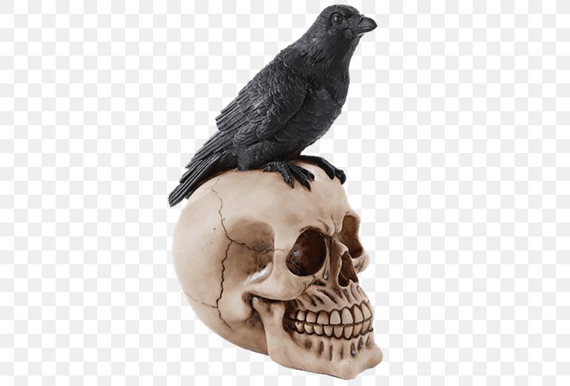 The Raven Common Raven Rook American Crow Bird, PNG, 555x555px, Raven, American Crow, Beak, Bird, Bone Download Free