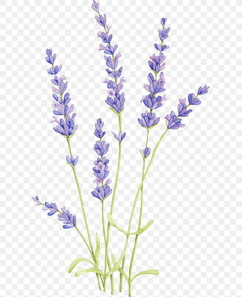 Lavender Botanical Illustration Set Of Lavender Flowers Elements