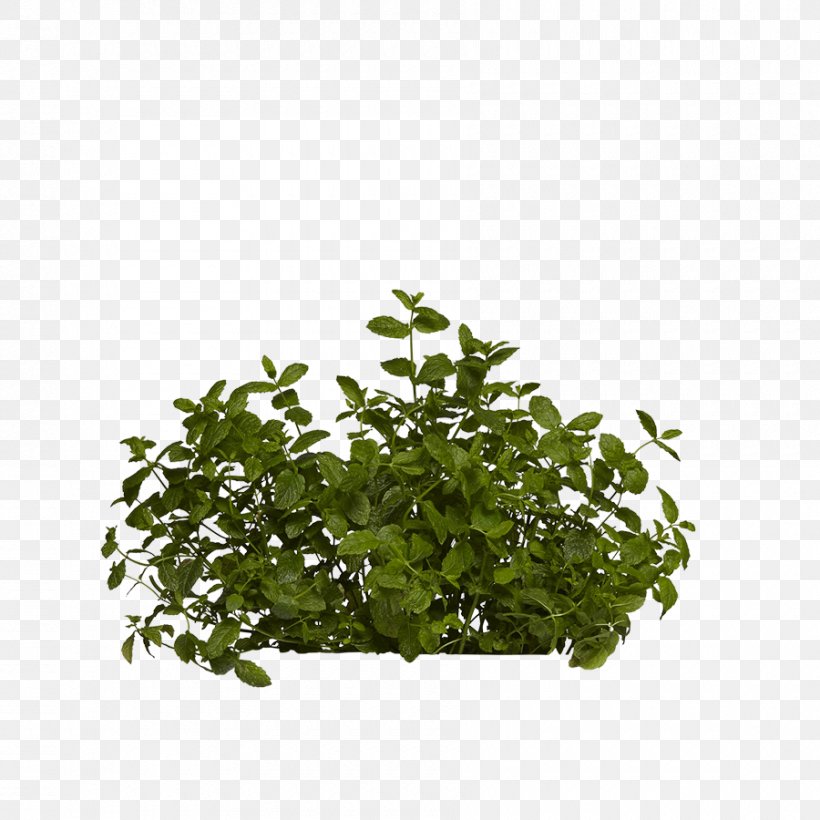 Leaf Tree Herb Shrub, PNG, 900x900px, Leaf, Grass, Herb, Plant, Shrub Download Free