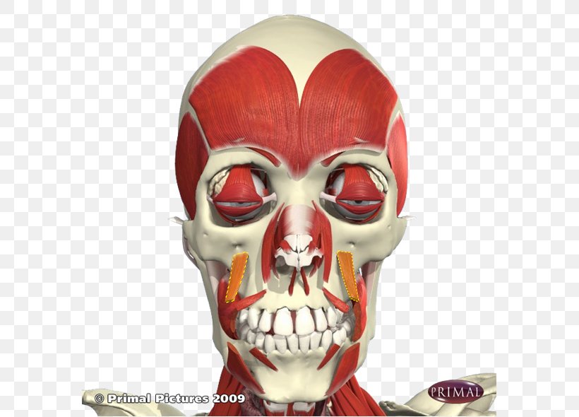 Levator Anguli Oris Depressor Anguli Oris Muscle Anatomy Levator Labii Superioris Canine Fossa, PNG, 589x590px, Levator Anguli Oris, Anatomy, Bone, Buccinator Muscle, Cadaver Download Free