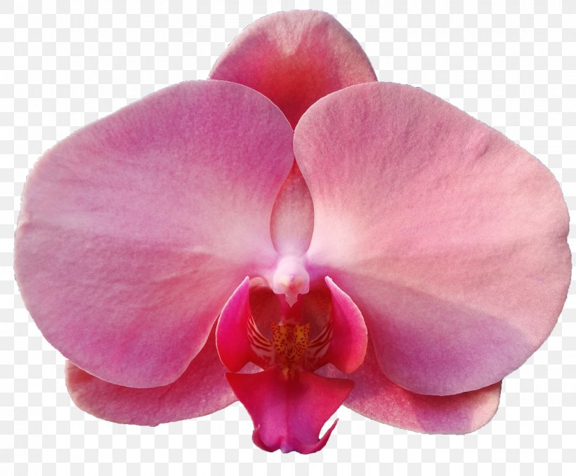 Moth Orchids Violet Close-up Petal Pink M, PNG, 1440x1194px, Moth Orchids, Closeup, Family, Flower, Flowering Plant Download Free