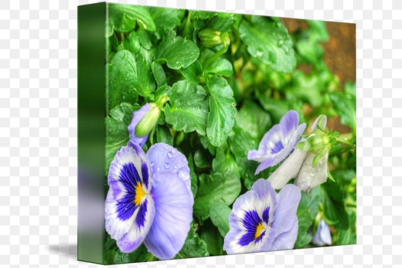 Pansy Violet Wildflower, PNG, 650x547px, Pansy, Flora, Flower, Flowering Plant, Grass Download Free
