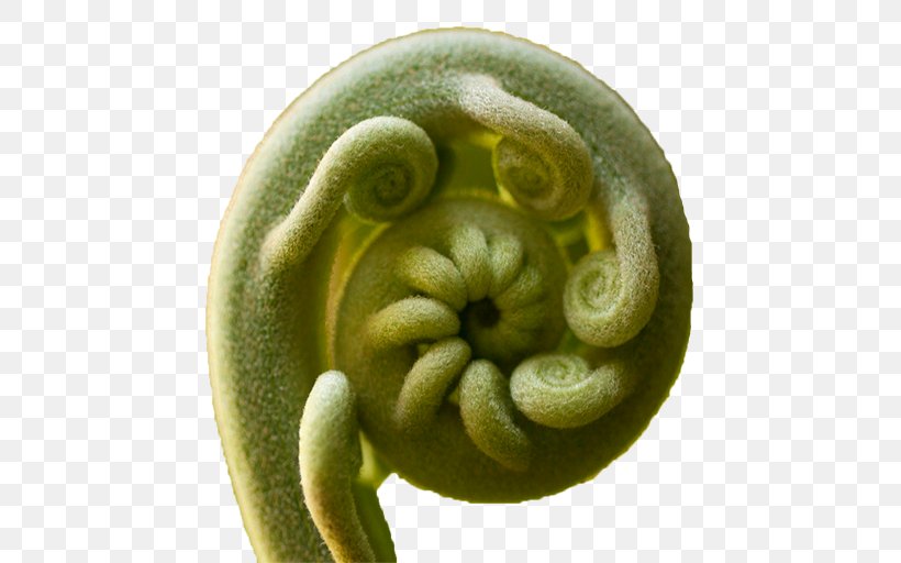 Root Vegetables Food Fiddlehead Fern, PNG, 512x512px, Vegetable, Cooking, Eating, Fiddlehead Fern, Food Download Free