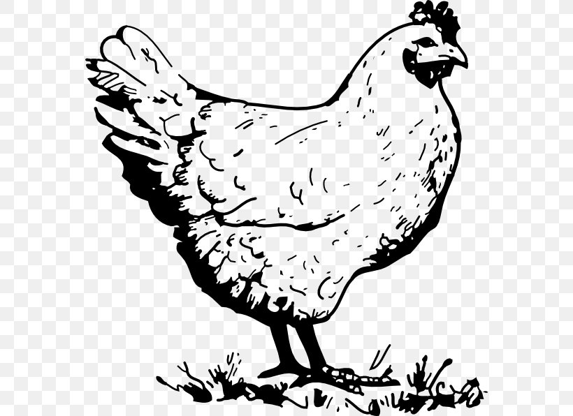 Chicken Line Art Rooster Clip Art, PNG, 576x596px, Chicken, Art, Artwork, Beak, Bird Download Free