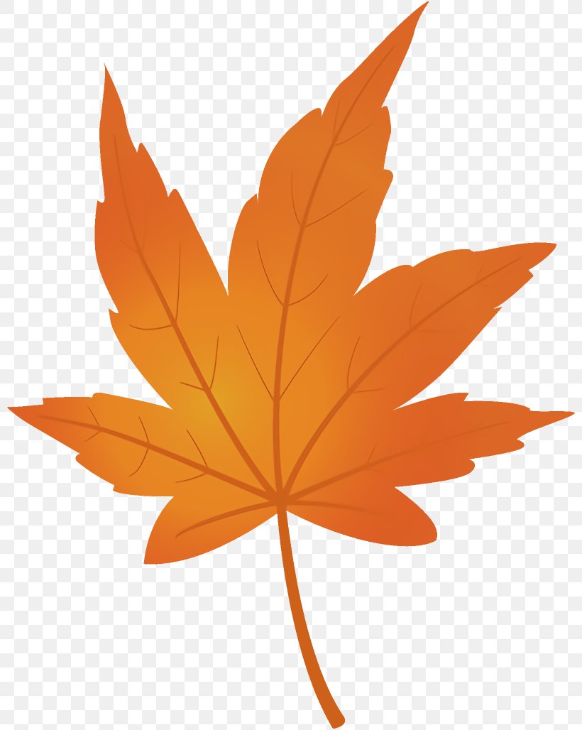 Maple Leaf Autumn Leaf Yellow Leaf, PNG, 800x1028px, Maple Leaf, Autumn Leaf, Black Maple, Leaf, Maple Download Free
